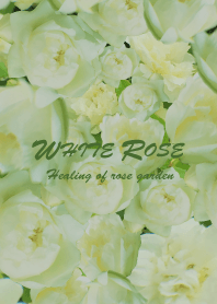 大人ホワイトのバラ