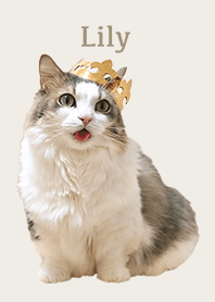 マンチカンのリリー