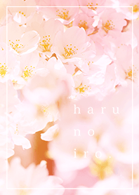 春のいろ。 桜 × ピンク