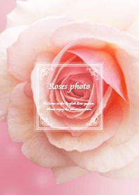 Roses Photo *