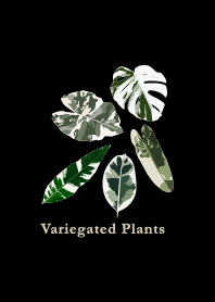 Variegated Plants 3