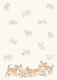 ชิวาวาสุดน่ารักและมีความสุข2