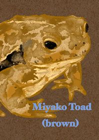 Miyako kodok 　（berwarna coklat）