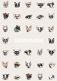 chihuahua2 / light cream