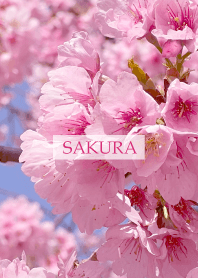 Spring is almost here -SAKURA PINK-25