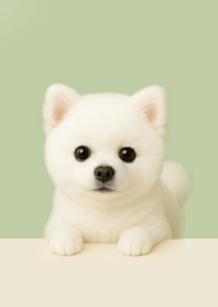 Fluffy White Pomeranian Gentle Eyes#8
