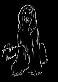 アフガンハウンドblack