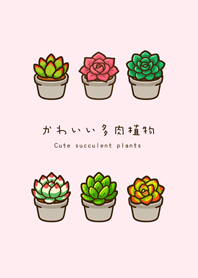 私の多肉植物（ピーチパウダー）