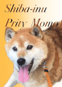 Shiba-inu Prity Momo