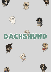 dachshund6 / light grey