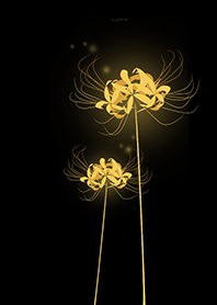 Lycoris golden Background black