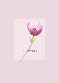 アネモネの花が咲いて・穏やかピンク