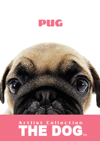 THE DOG Pug 2