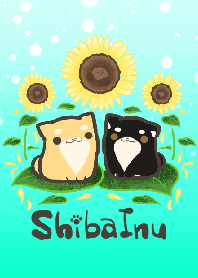 Shiba Inu in SUMMER