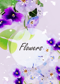 Viola flowers sway lightly14.