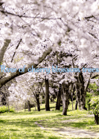 Row of cherry blossom trees