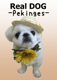 White Pekingese
