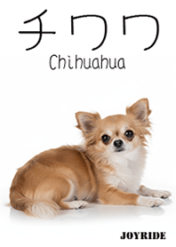 Chihuahua : 1
