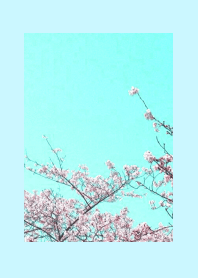 CHERRY BLOSSOMS & BLUE SKY-LIGHT BLUE