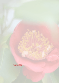 CamelliaTheme ver.Japan 1