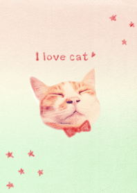 Brown white cat "Uni"