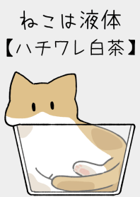 The cat is liquid [white x brown]JP