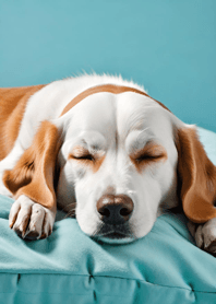 Bright Moon and Dawn 1acaF6