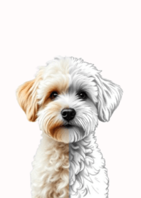 Toy Poodle Drawn in Pencil