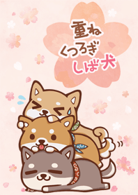 桜　重ねくつろぎしば犬 1