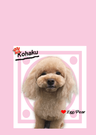 love love toy poodle