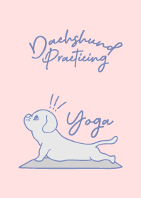 Dachshund Practicing Yoga