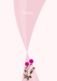 June birth flower,Dahlia