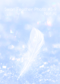Swan Feather Photo #5-9Not AI