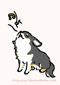 Singing Dog-Chihuahua(blacktan white)-