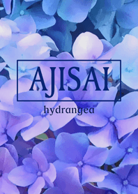 AJISAI hydrangea blue