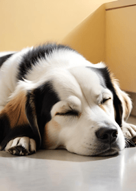 Sleeping Cat and Dog D03175