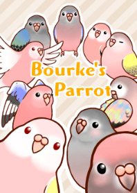 bourke's parrot