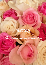 rose of pink