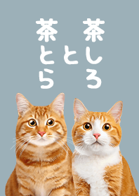 Chatora and Chashiro Cat - blue and gray