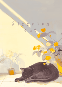 Sleeping black cat - evening