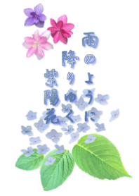 雨のように降りゆく紫陽花