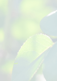 Leaf Theme ver.Japan 11