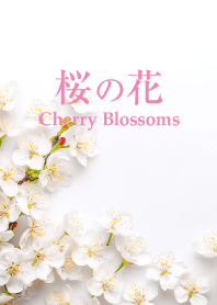 桜の花 vol.8