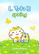 white cat [spring]