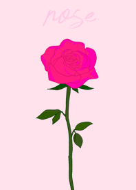 a rose(vivid pink)