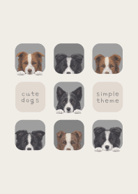 DOGS - Border Collie - ASH GRAY