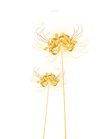Lycoris golden Background white