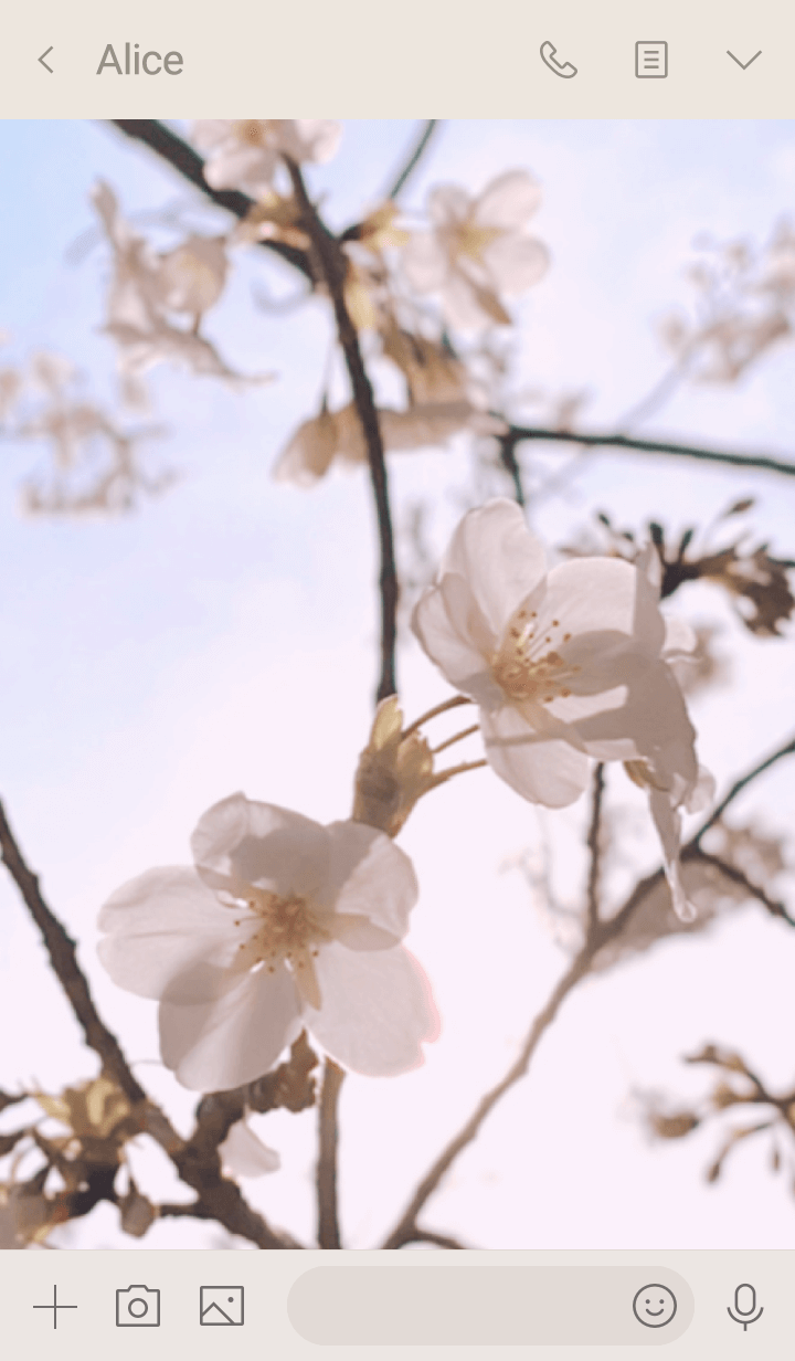 - Cherry Blossoms - 2020 - 12 -