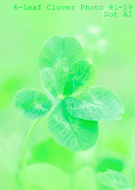 6-leaf Clover Photo#1-19Not AI