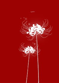 Lycoris white Background red